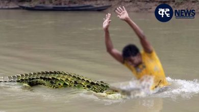 crocodile